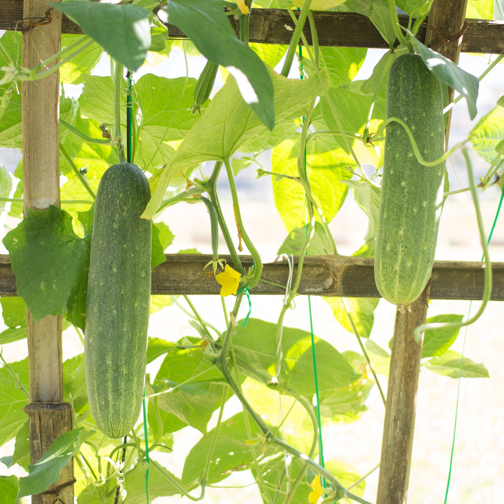 Komkommer 'Johanna' - Cucumis sativus 'johanna' - Bakker