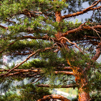 Verkoop Grove den - Den