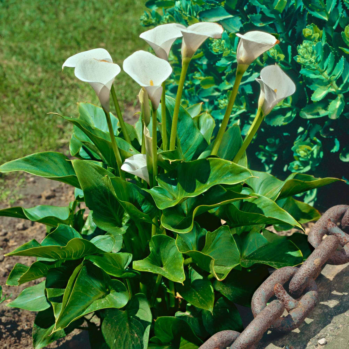 Ethiopische witte aronskelk - Zantedeschia aethiopica - Bakker
