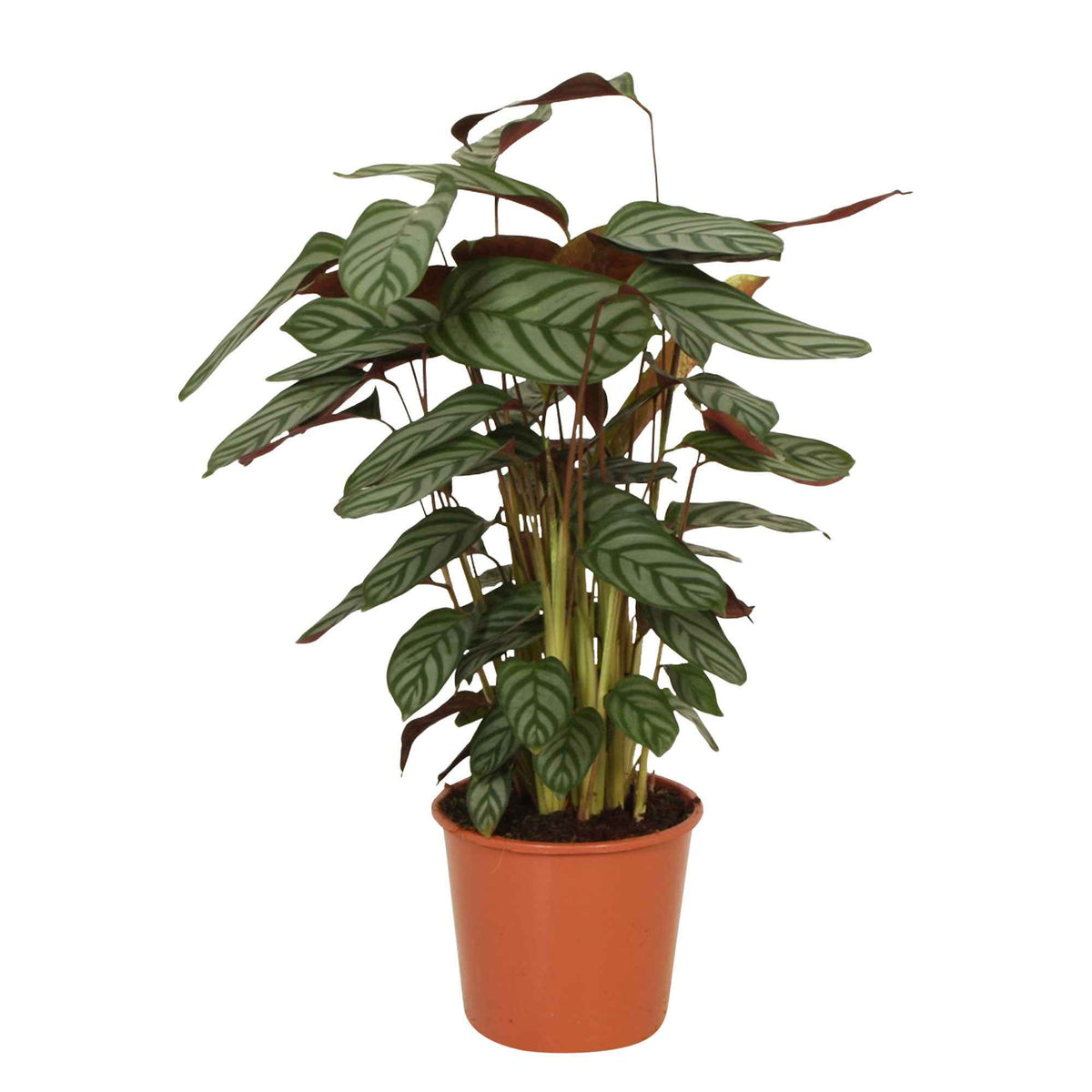 Pauwenplant 'Compact Star' - Calathea compact star - Bakker
