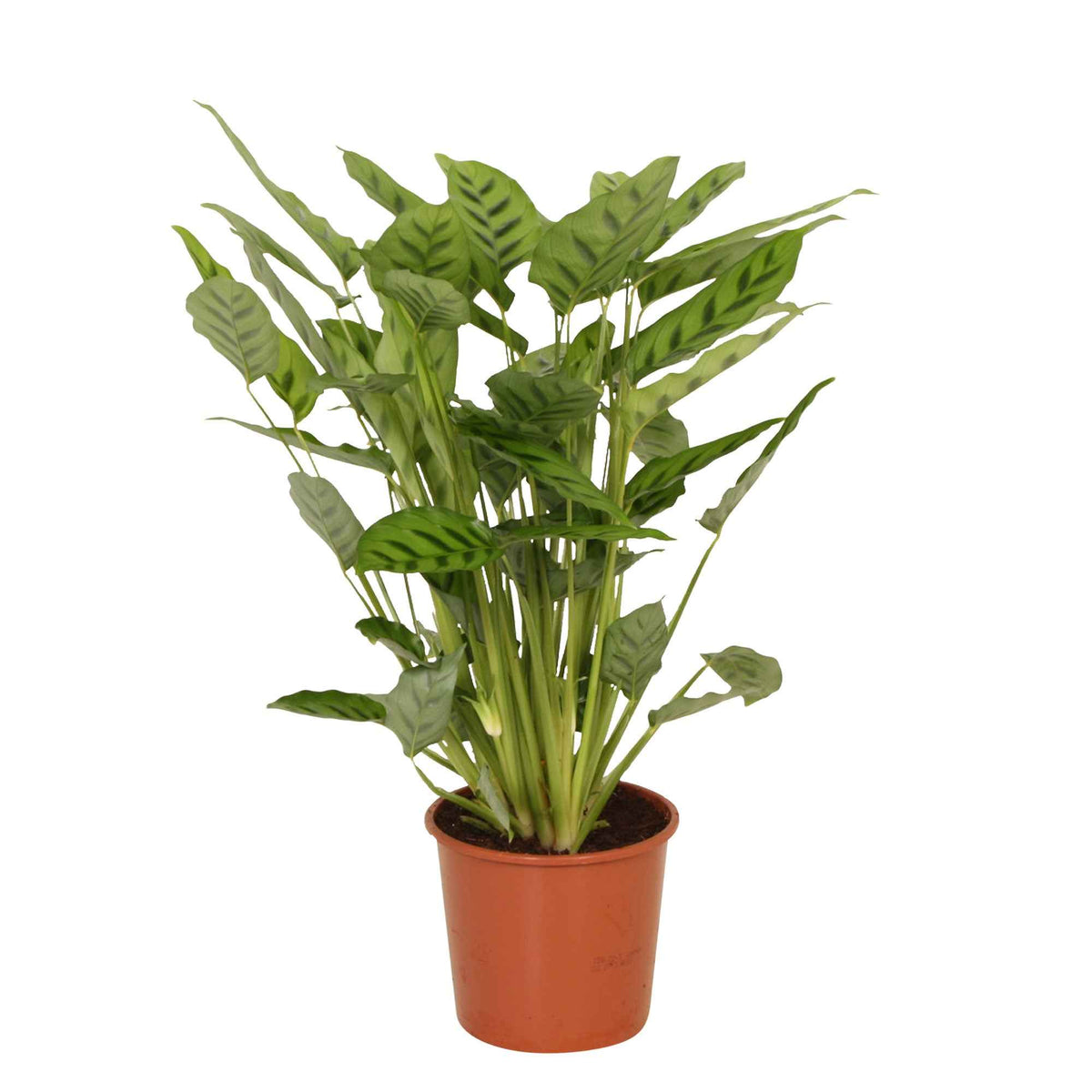 Calathea leopardina - Pauwenplant 'Leopardina' - Calathea