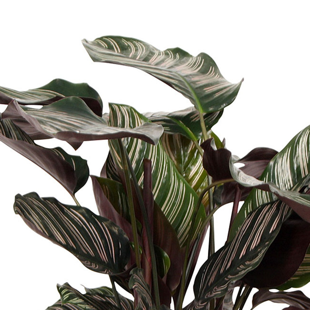 Calathea ornata - Pauwenplant 'Ornata' - Calathea