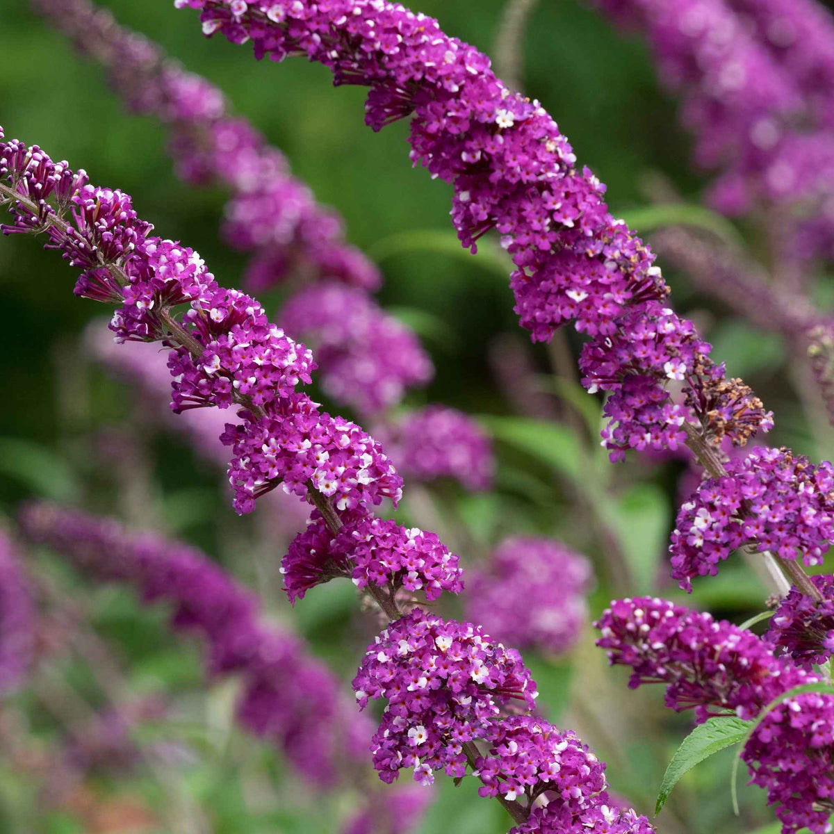 Vlinderstruik 'Berries & Cream'