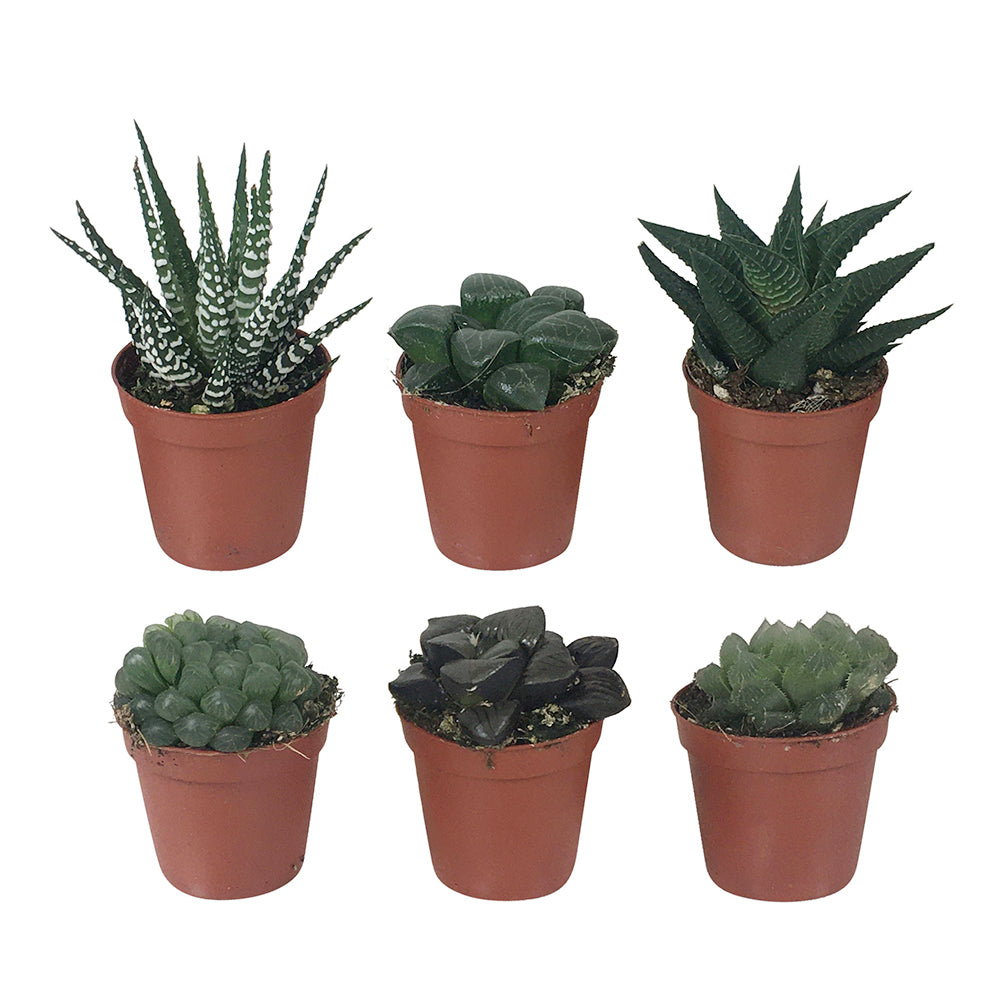 Haworthia Mix