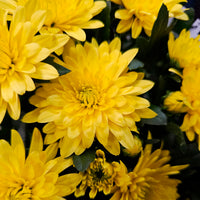 Chrysant  geel/oranje - Bakker