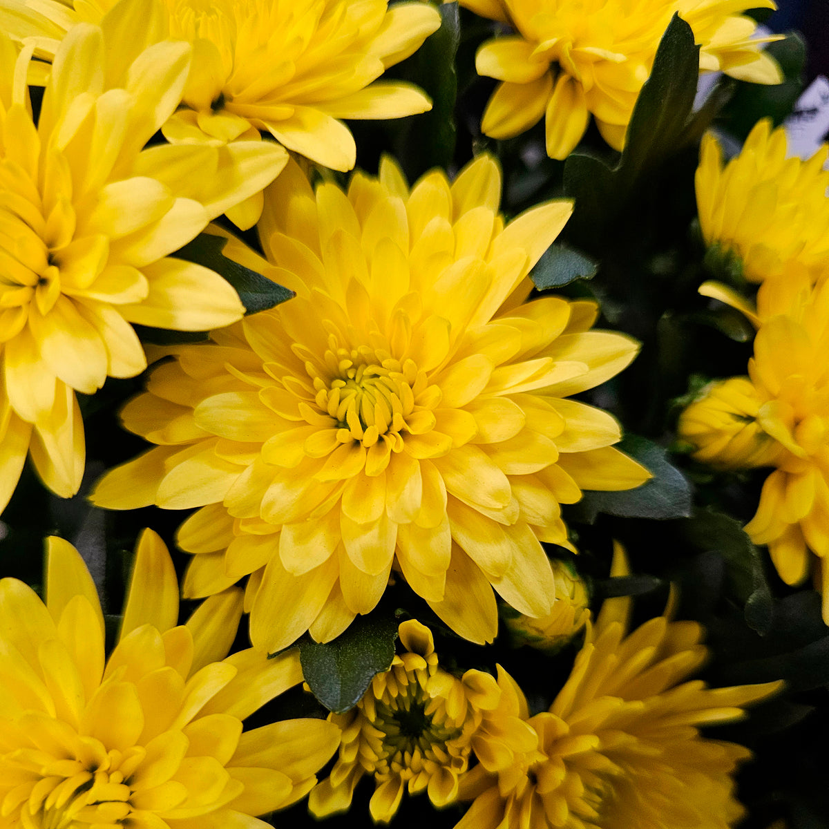 Chrysant  geel/oranje - Bakker