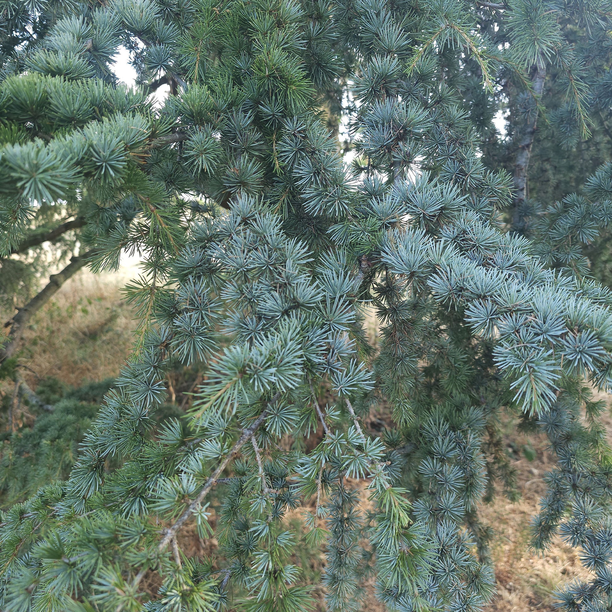 Blauwe ceder - Cedrus atlantica glauca - Bakker