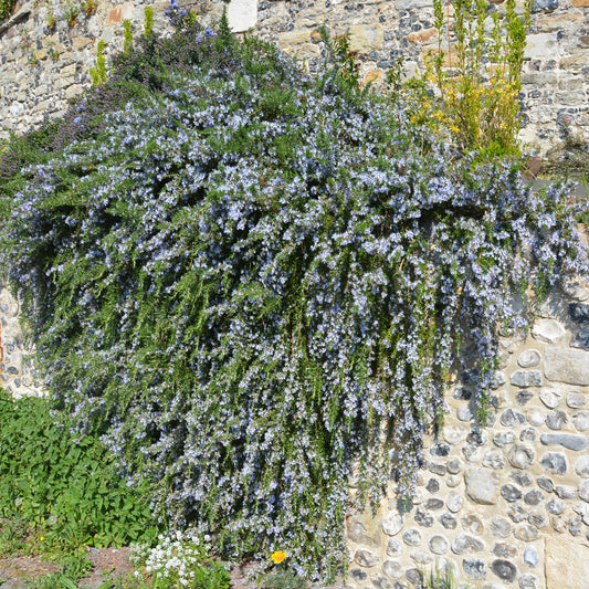 Rozemarijn 'Pointe du Raz' - Bakker