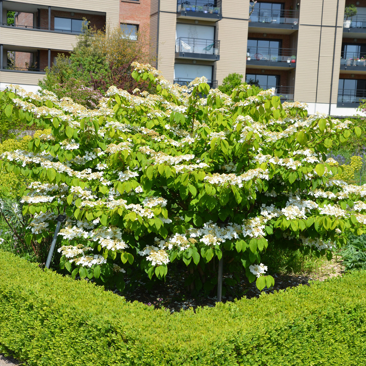 Viburnum plicatum Watanabe - Japanese sneeuwbal - Sneeuwbal (Viburnum)