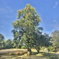 Japanse pagodeboom - Sophora japonica - Bakker