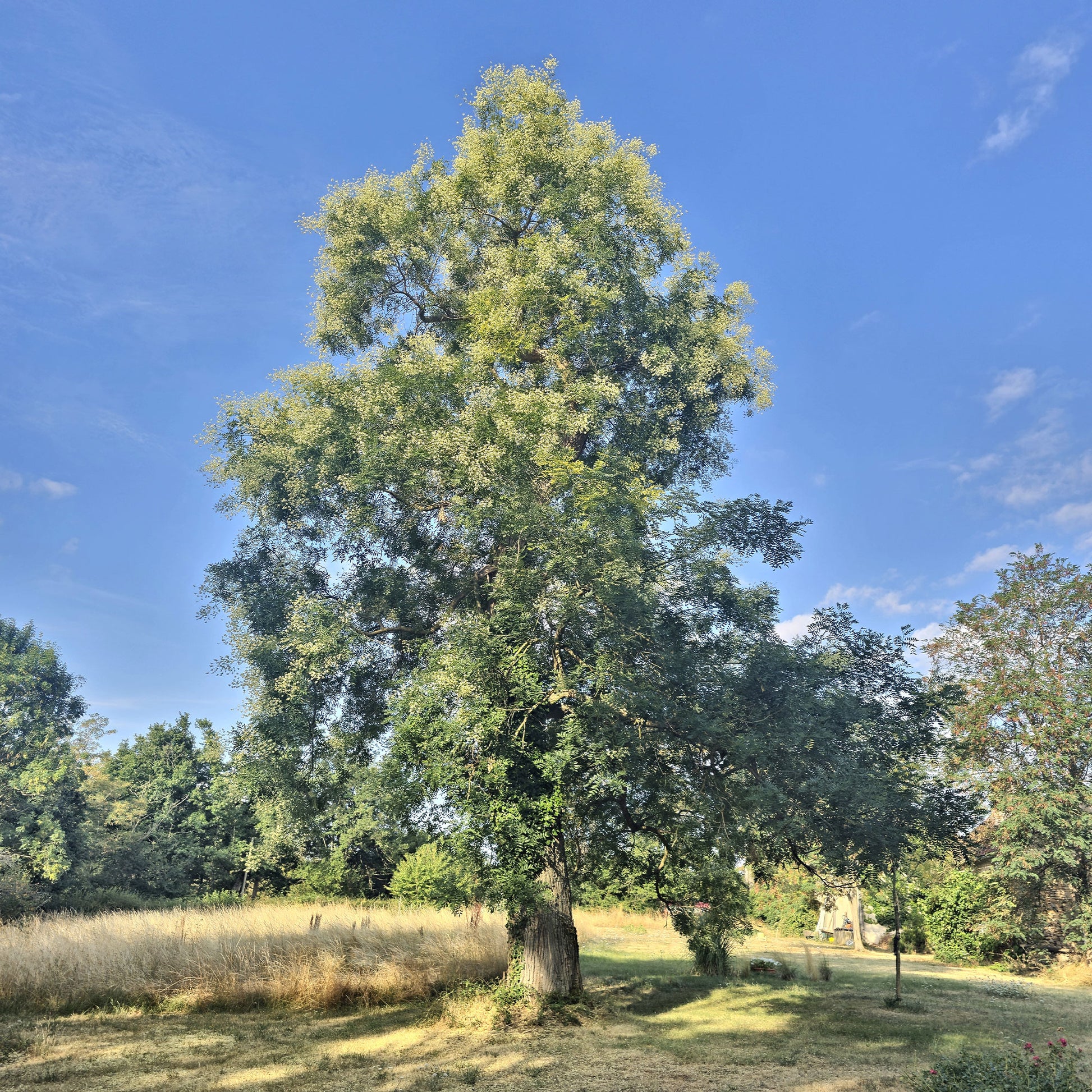 Japanse pagodeboom - Sophora japonica - Bakker