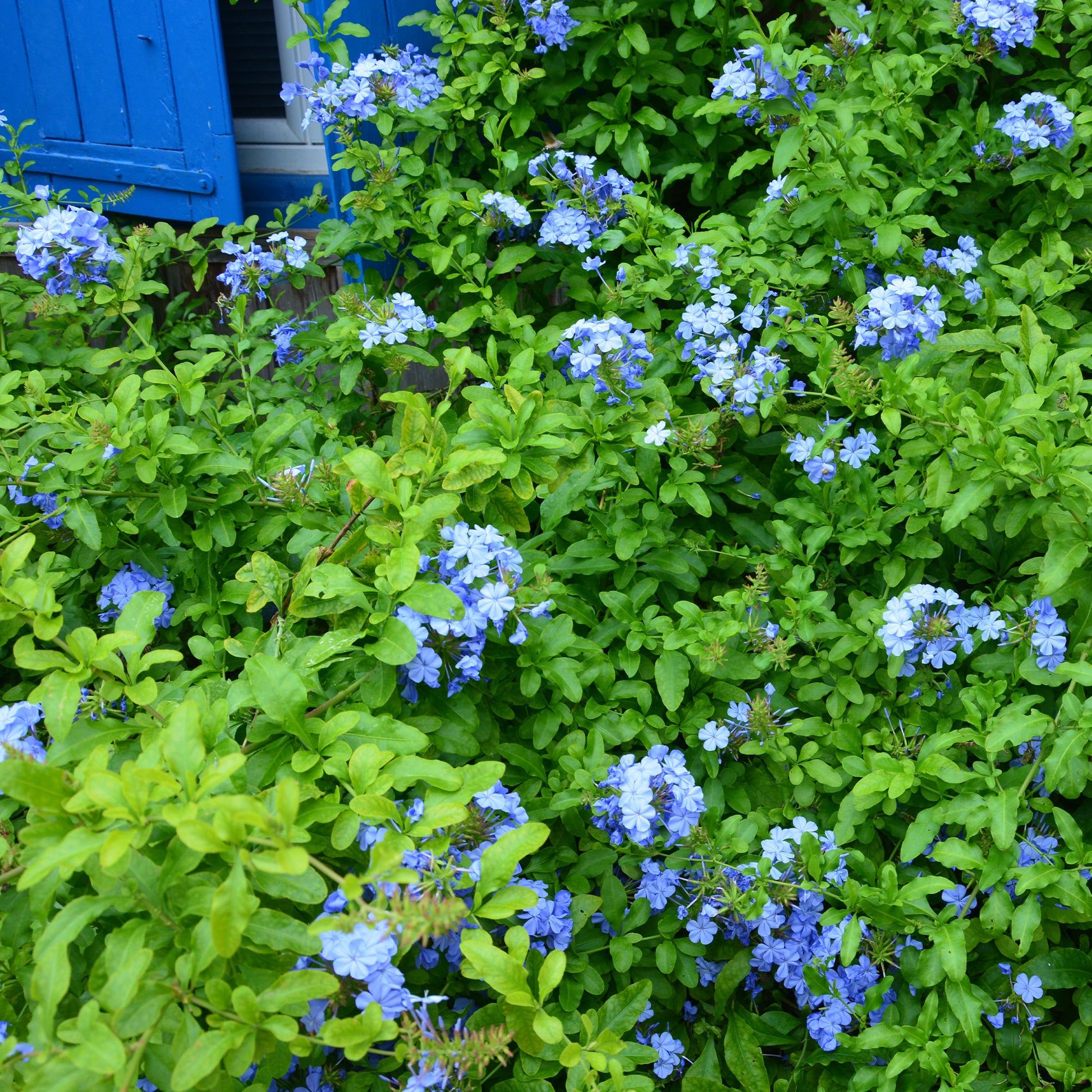 Dentelaire du Cap Donkerblauw/Plumbago Donkerblauw - Bakker