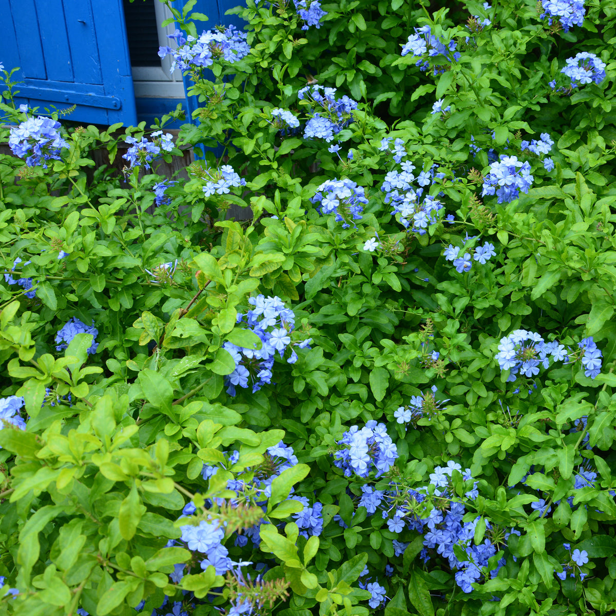 Dentelaire du Cap Donkerblauw/Plumbago Donkerblauw - Bakker