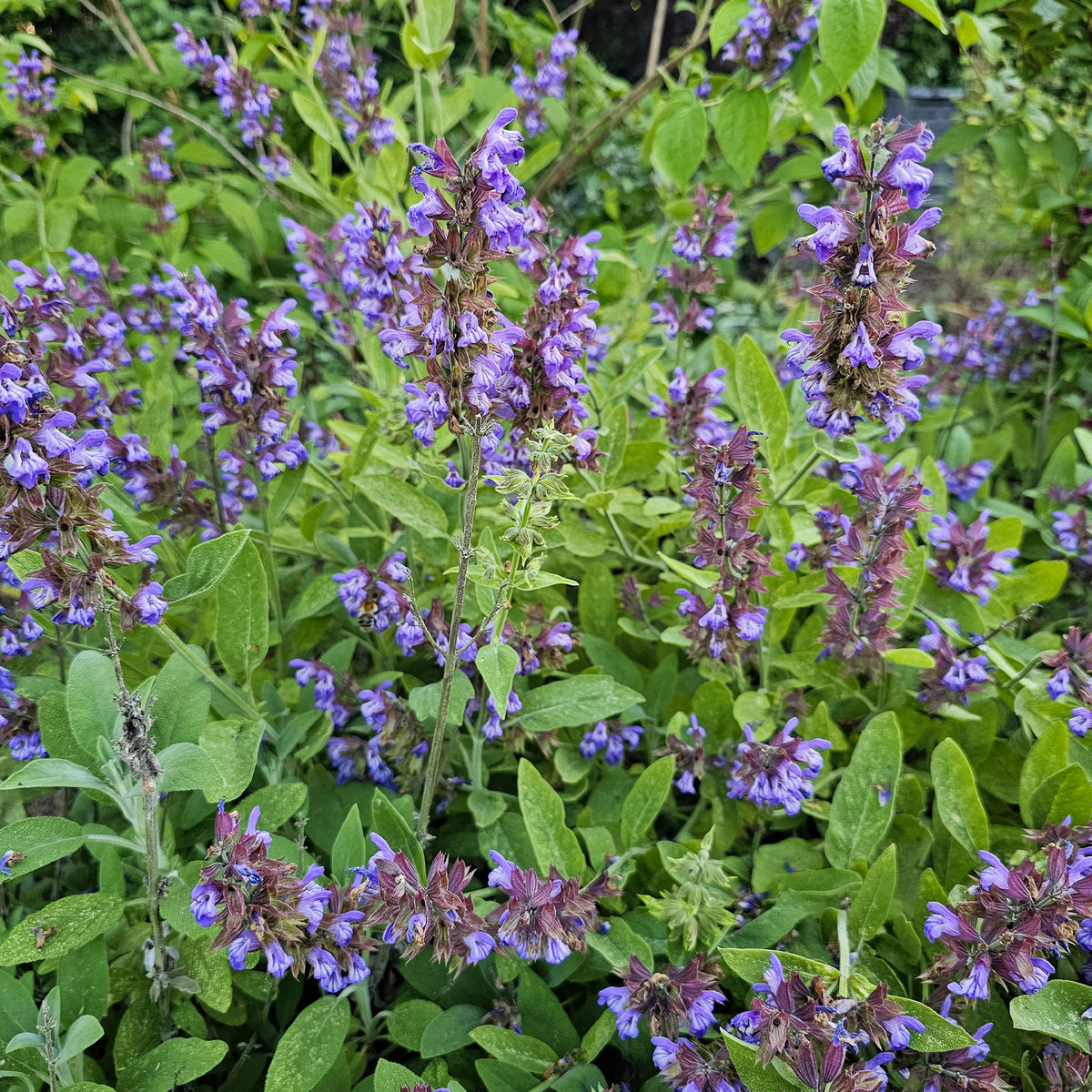 Salie - Salie - Salvia officinalis
