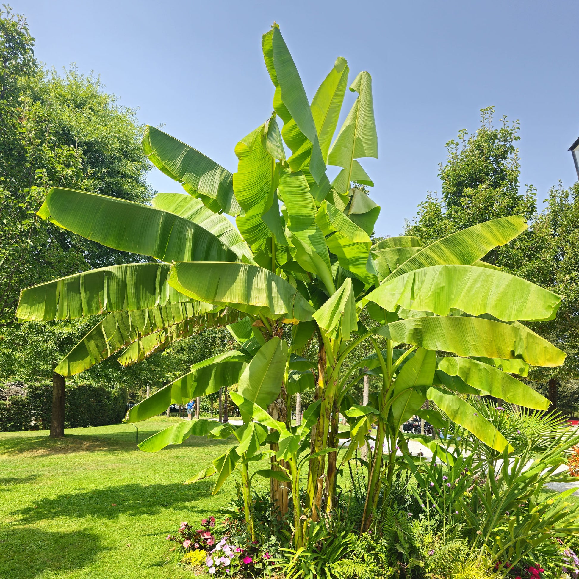 Bananenplant Musa basjoo - Musa basjoo - Bakker