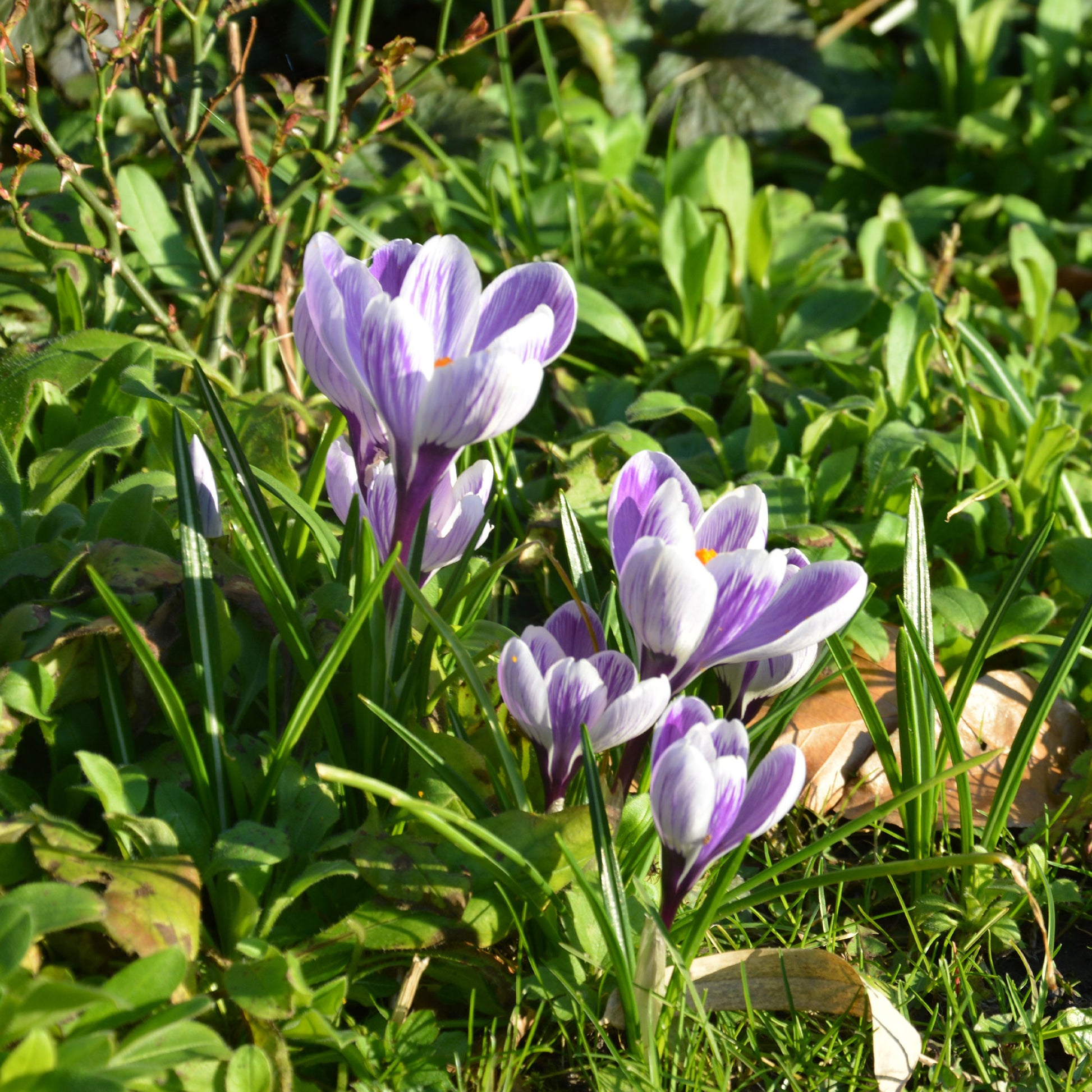 Verkoop Grootbloemige krokus 'Pickwick' (x15) - Crocus vernus pick wick
