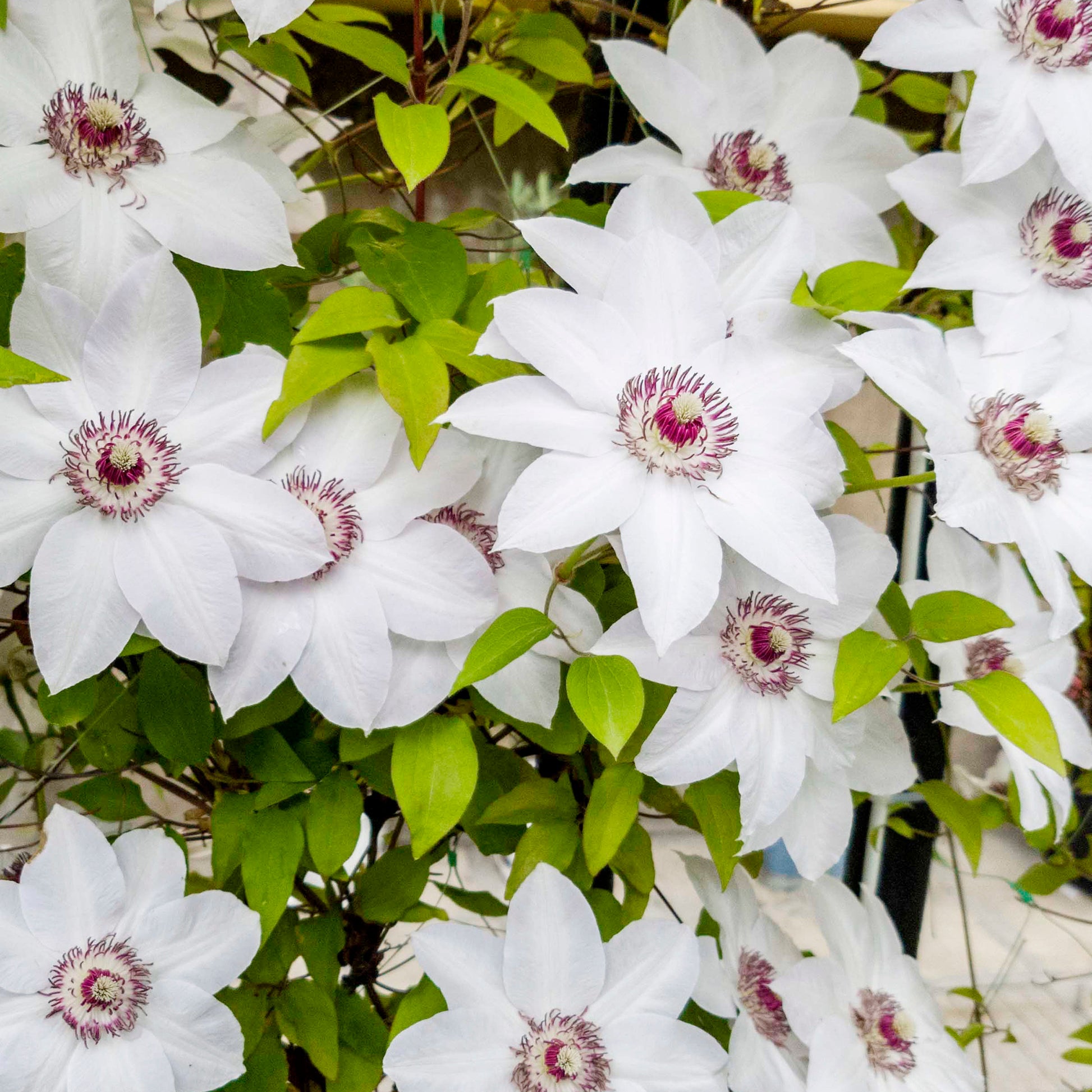 Verkoop Clematis Collectie: Ville de Lyon, Miss Bateman Ville de Lyon, juffrouw Bateman, voorzitster (x3) - Clematis Ville de Lyon, Miss Bateman, Président
