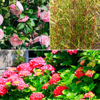 Boeren Boerenhortensia, Japanse roos, bamboe (x3) - Bakker