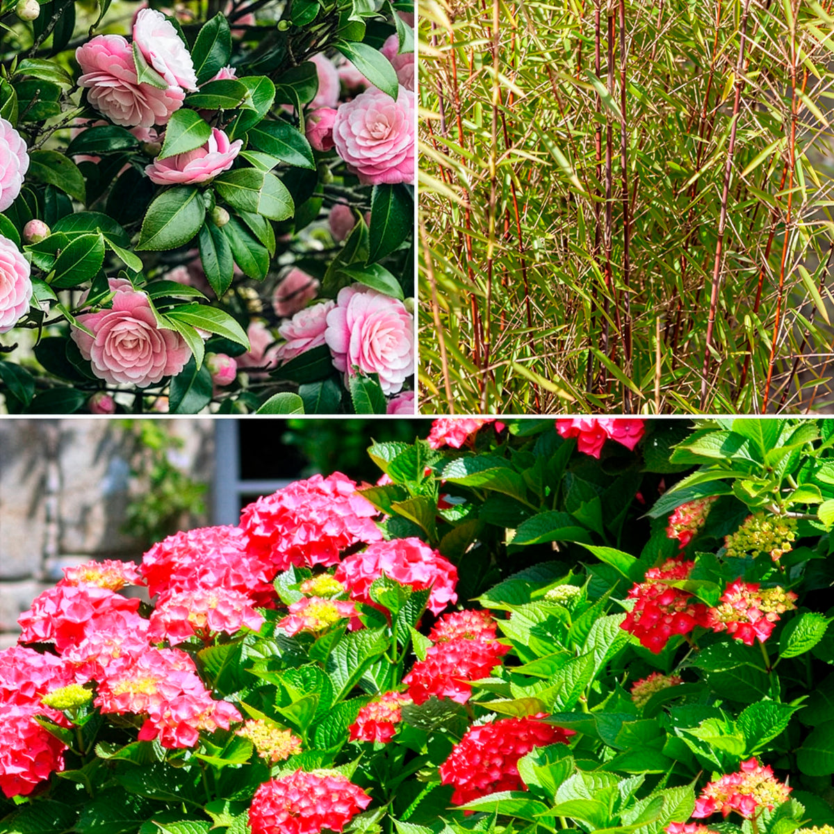 Boeren Boerenhortensia, Japanse roos, bamboe (x3) - Bakker