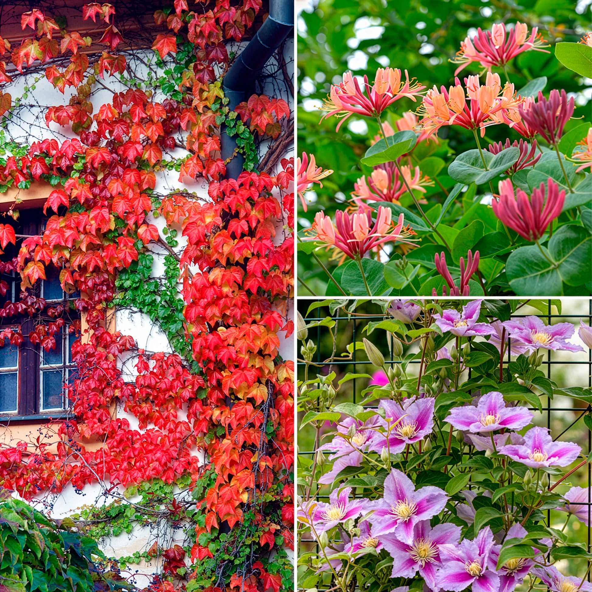 Collectie van  klimplanten: kamperfoelie, clematis, Wilsde Wingerd (x3) - Bakker