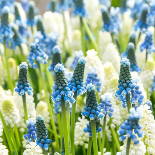 Blauw-witte Muscari mix (x40)