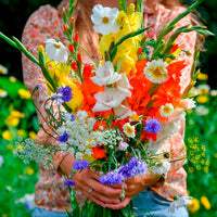Gladiolus - Gladiolen en veldbloemen Mix - Gladiolen