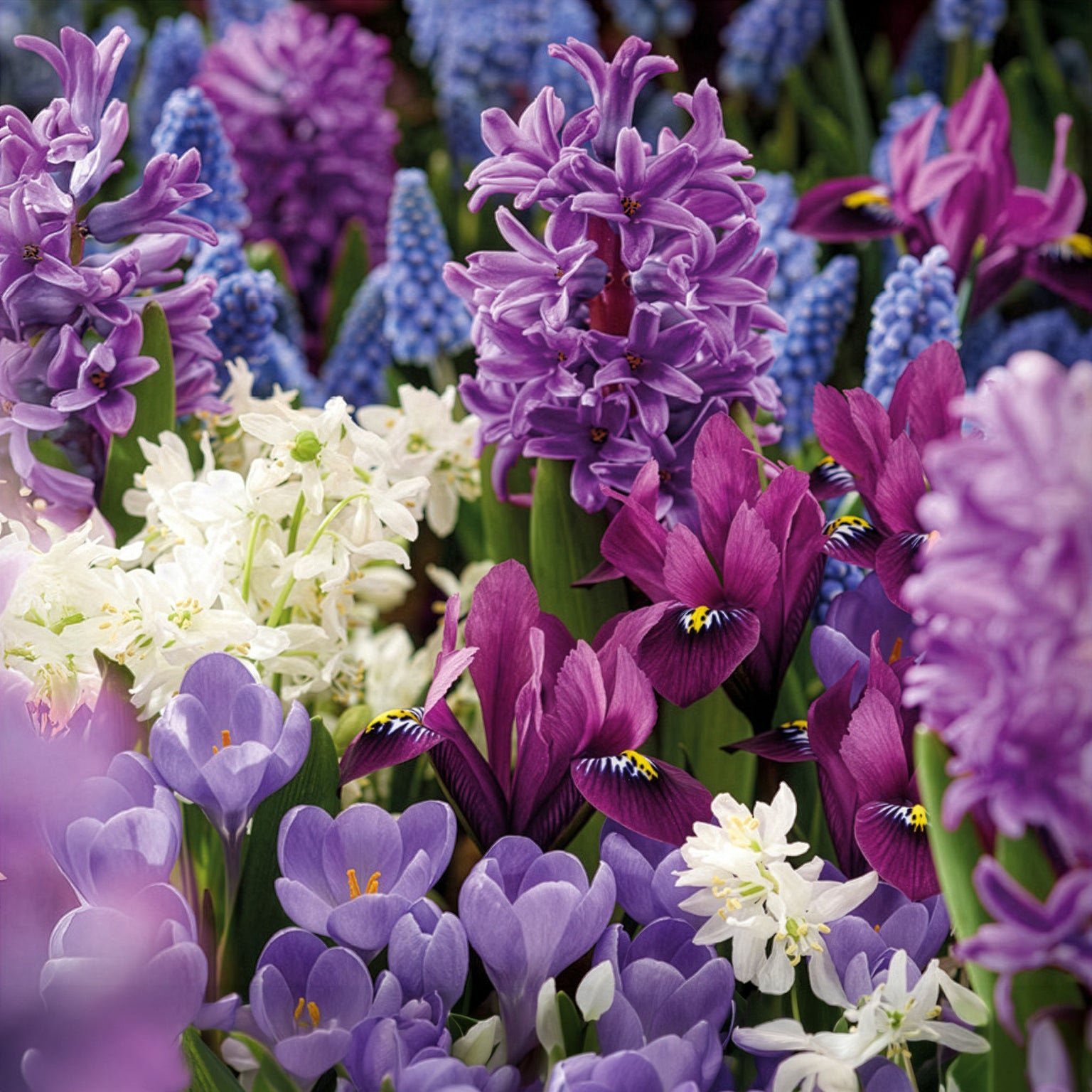 50 bollen bijvriendelijke bloemen paars/wit - Bakker