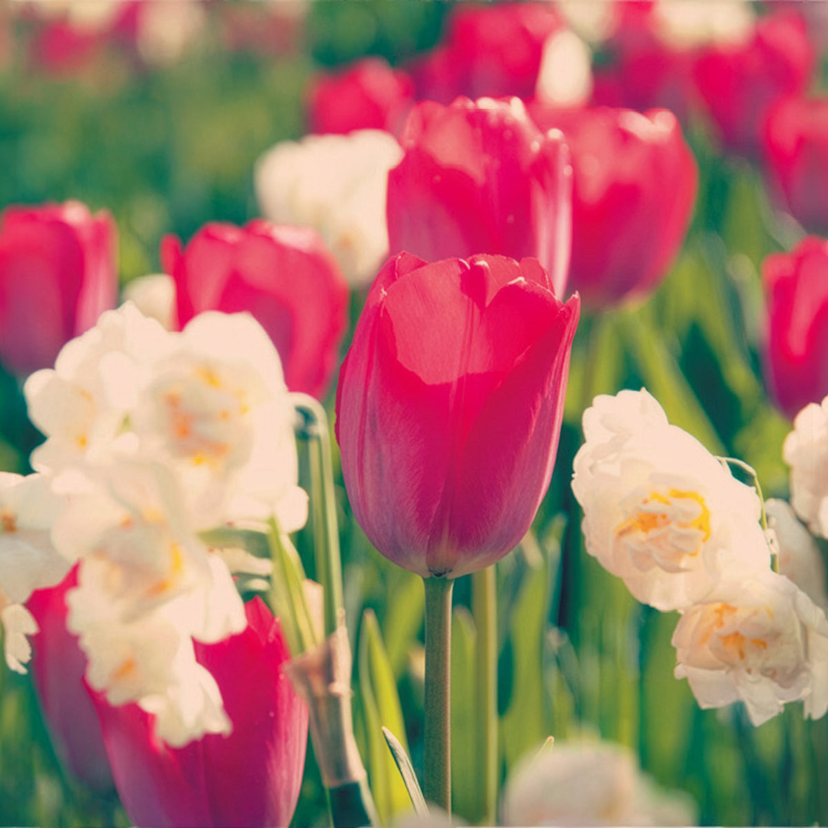 Tulp Van Eijk & narcis Bridal Crown - Bakker