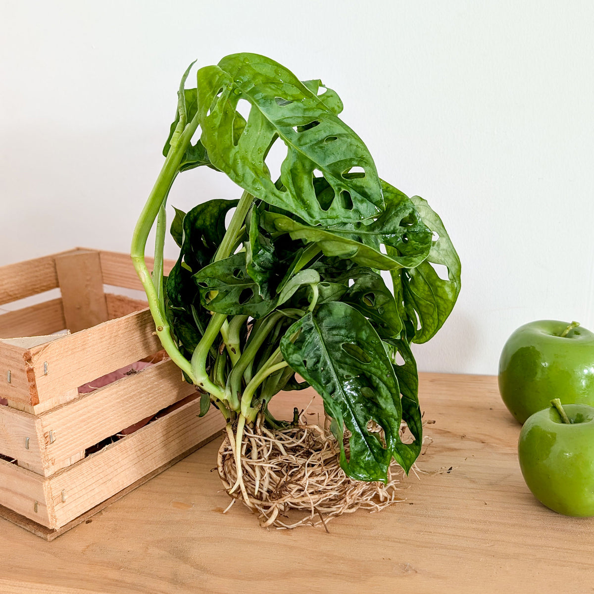 Monstera / - Bakker