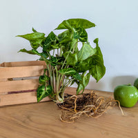 Syngonium / - Bakker