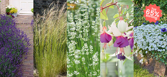  7 SOORTEN VASTE PLANTEN TOT 65% 