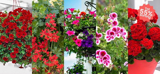  5 soorten vaste planten tot 55% korting!