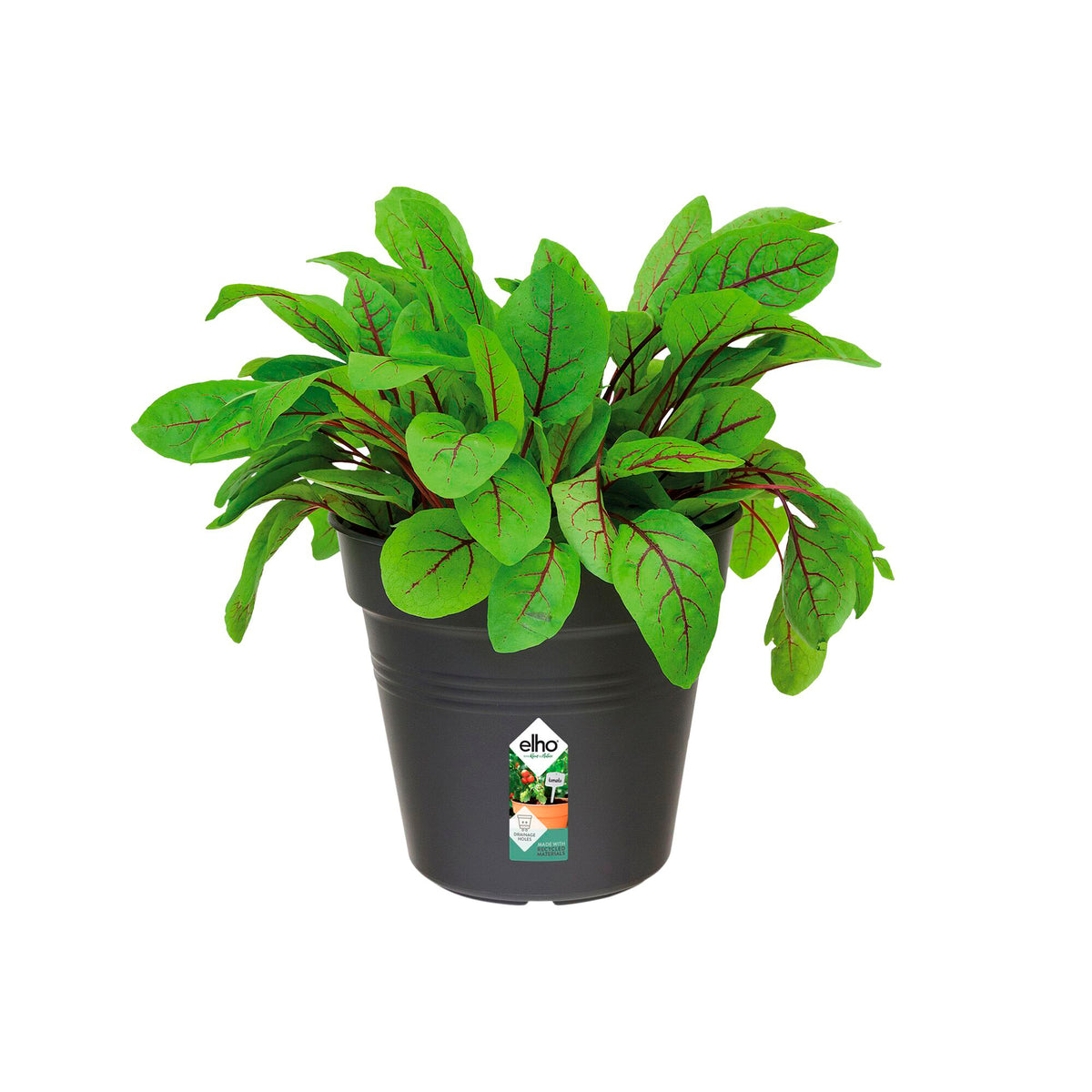 Kweekpot Green Basics Living Black -  - Bakker