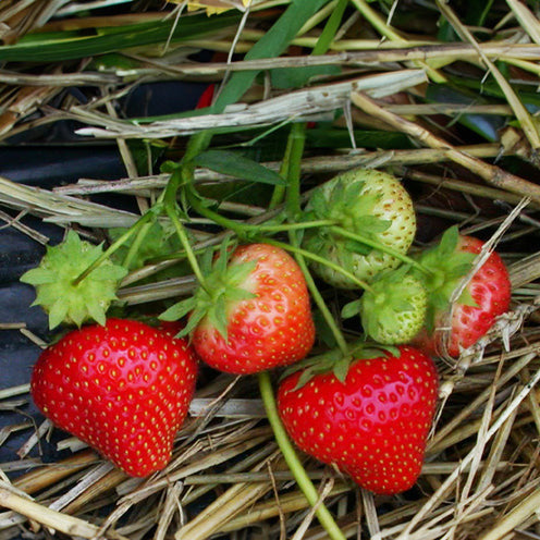 Aardbei plant 'Sonata' - Fragaria x ananassa Sonata - Bakker