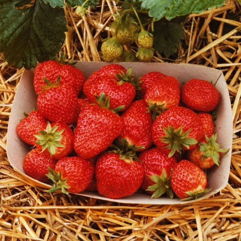 Aardbei plant 'Korona' - Bakker
