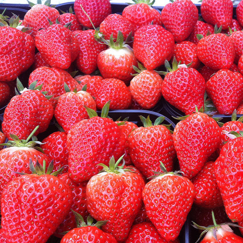 Aardbei plant 'Lambada' - Bakker