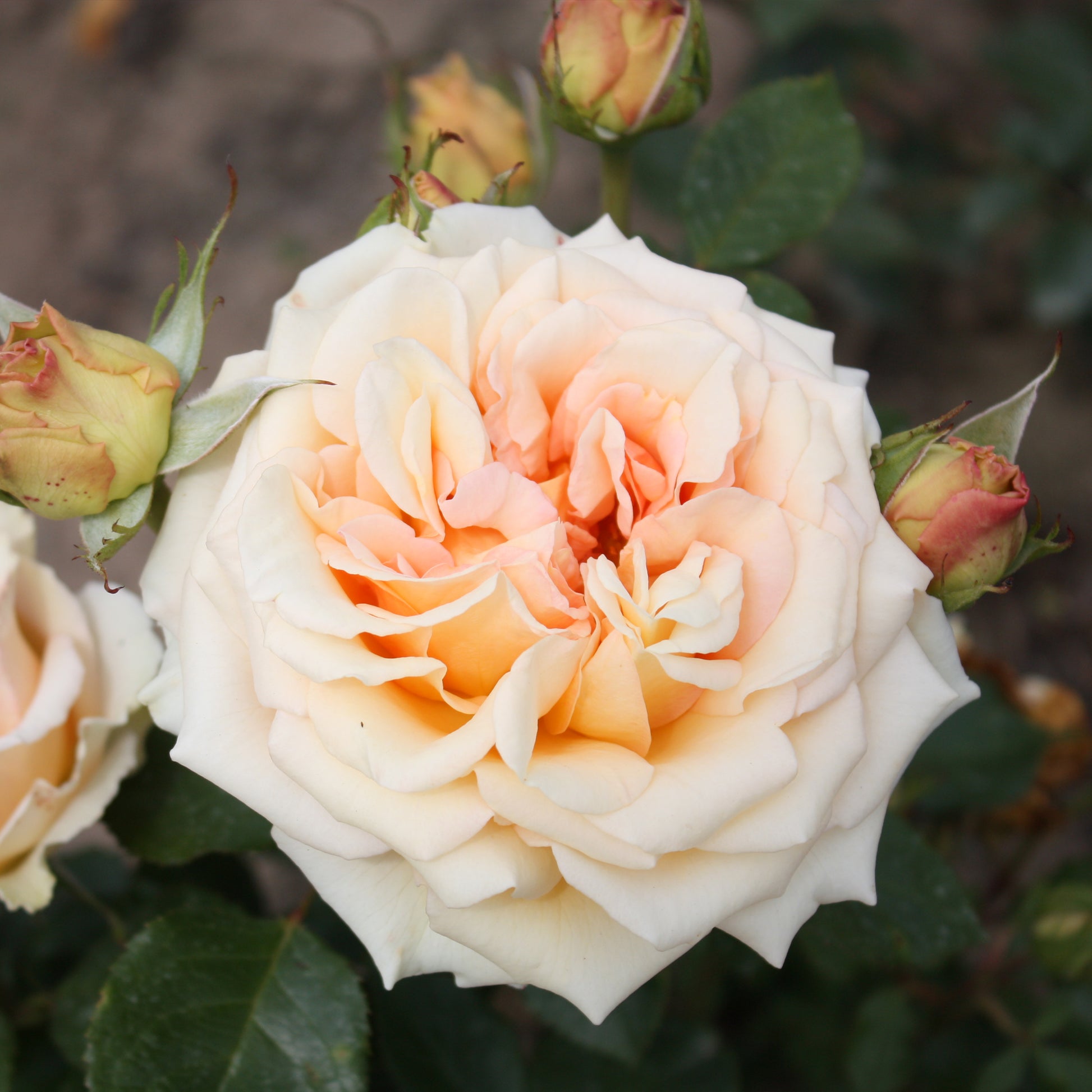 Roos 'Tahiti' - Rosa tahiti - Grootbloemige rozen