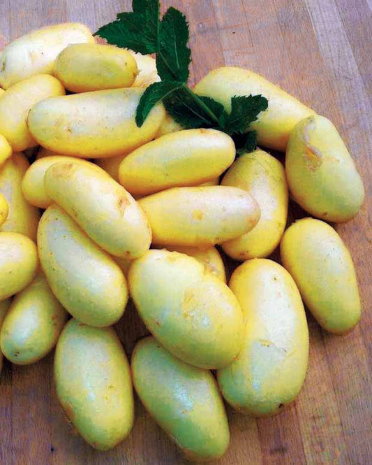 Aardappel 'Jazzy' - Solanum tuberosa jazzy - Moestuin