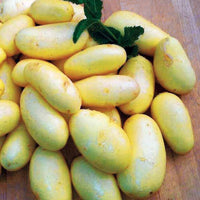 Aardappel 'Jazzy' - Solanum tuberosa jazzy - Groente