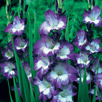 x Gladiolen Collectie - Gladiolus 'nori', 'green star', 'manteca', after s - Zomerbloeiers