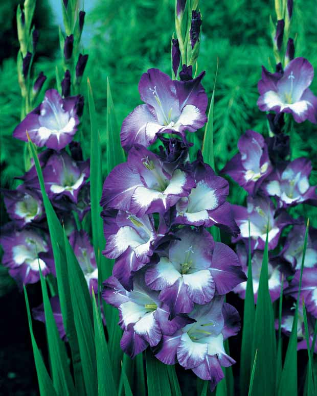 x Gladiolen Collectie - Gladiolus 'nori', 'green star', 'manteca', after s - Zomerbloeiers