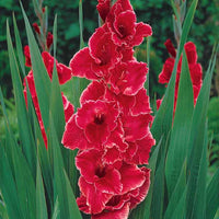 Gladiolus 'nori', 'green star', 'manteca', after s