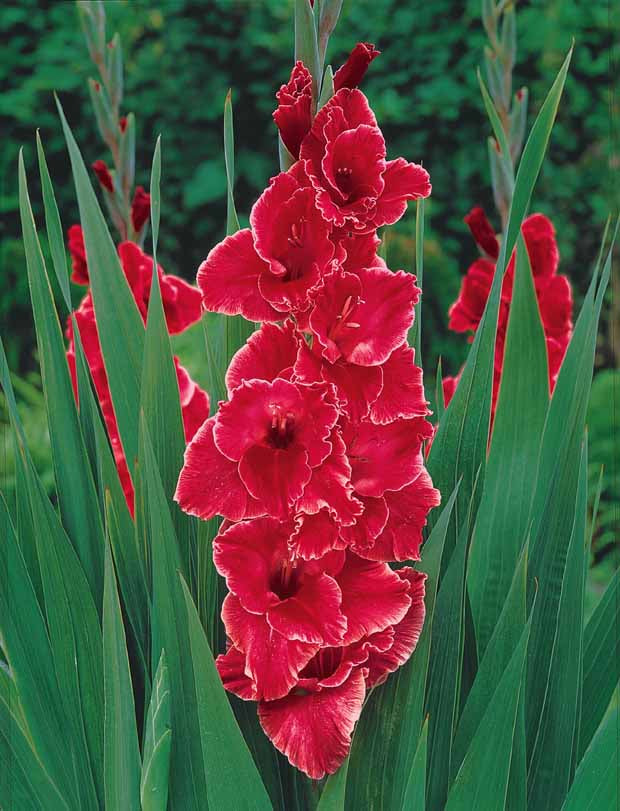 Gladiolus 'nori', 'green star', 'manteca', after s