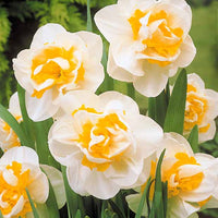 Dubbele Narcissen 'White Lion' - Narcissus white lion - Voorjaarsbloeiers