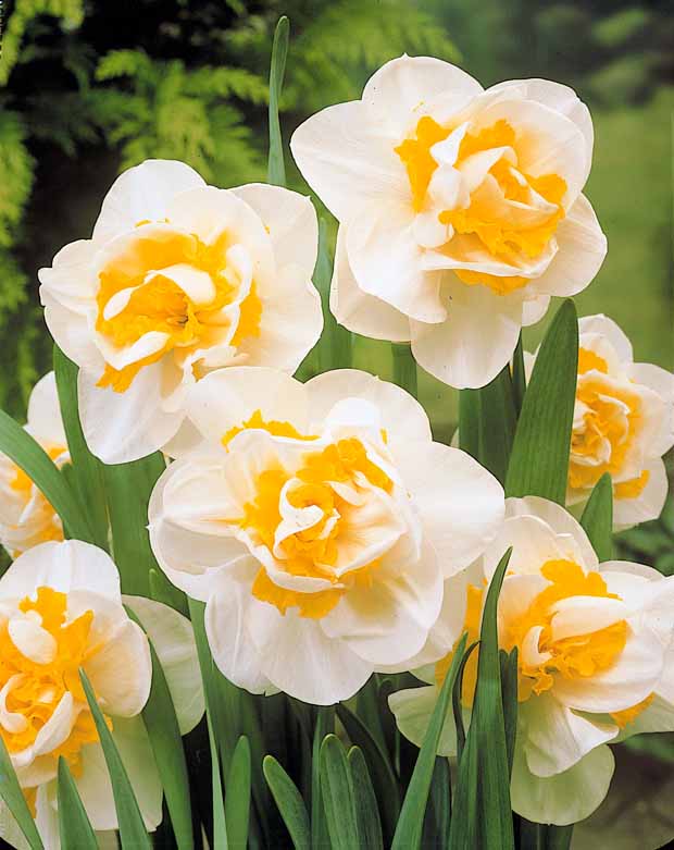 Dubbele Narcissen 'White Lion' - Narcissus white lion - Voorjaarsbloeiers