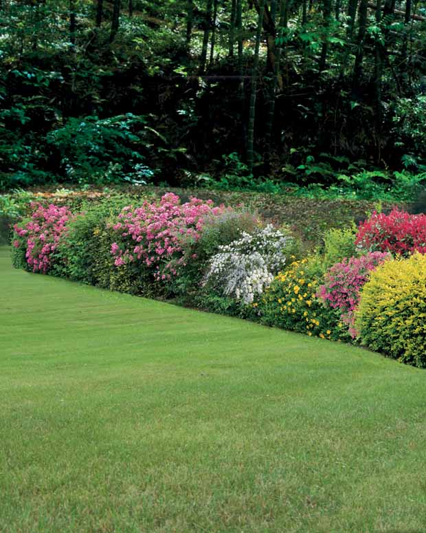 Hertshooi, Spierstruik, Bonte liguster, Blauwbaard - Hypericum, spiraea, ligustrum aureum, caryopteris, - Tuinplanten