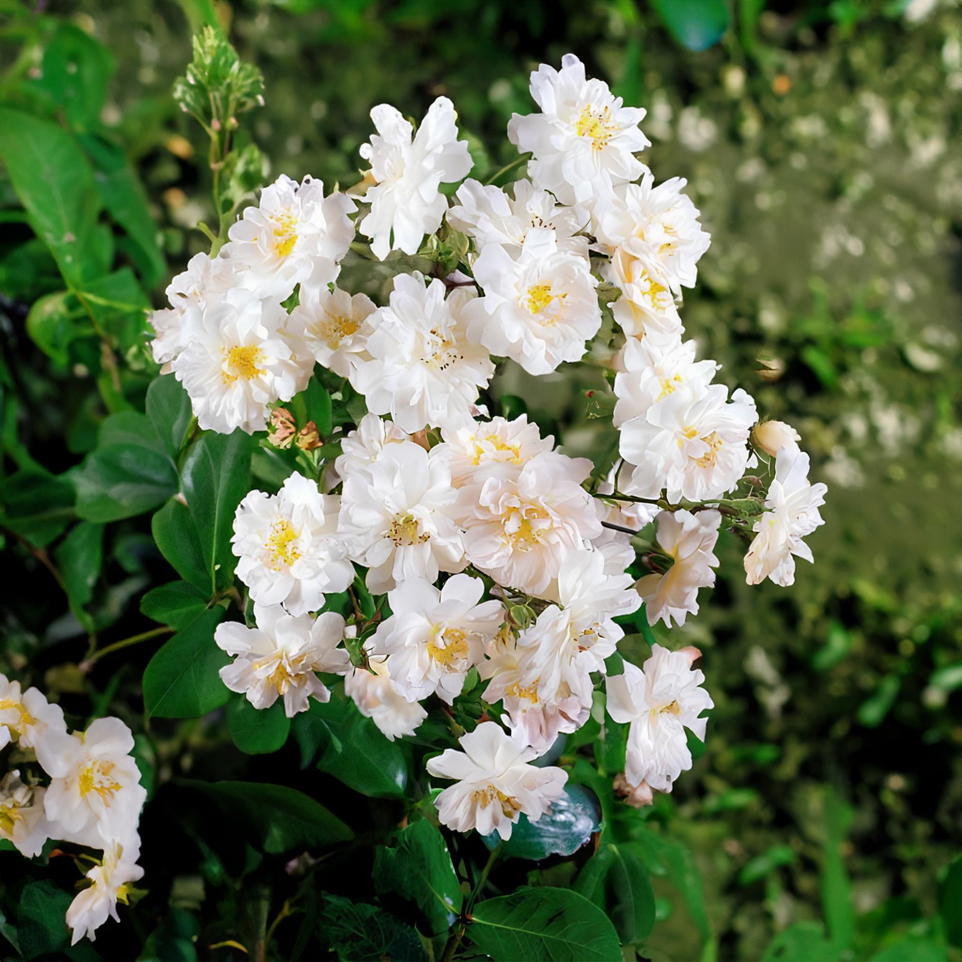 Rozen Mix 'Petite Duchesse' + 'Immensee' - Rosa x wichuraiana Petite Duchesse , Immensee - Plantsoort