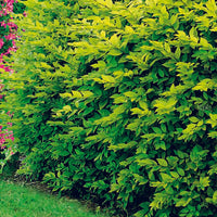 Hertshooi, Spierstruik, Bonte liguster, Blauwbaard - Hypericum, spiraea, ligustrum aureum, caryopteris, - Hagen