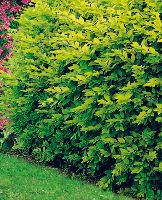 Hertshooi, Spierstruik, Bonte liguster, Blauwbaard - Hypericum, spiraea, ligustrum aureum, caryopteris, - Hagen