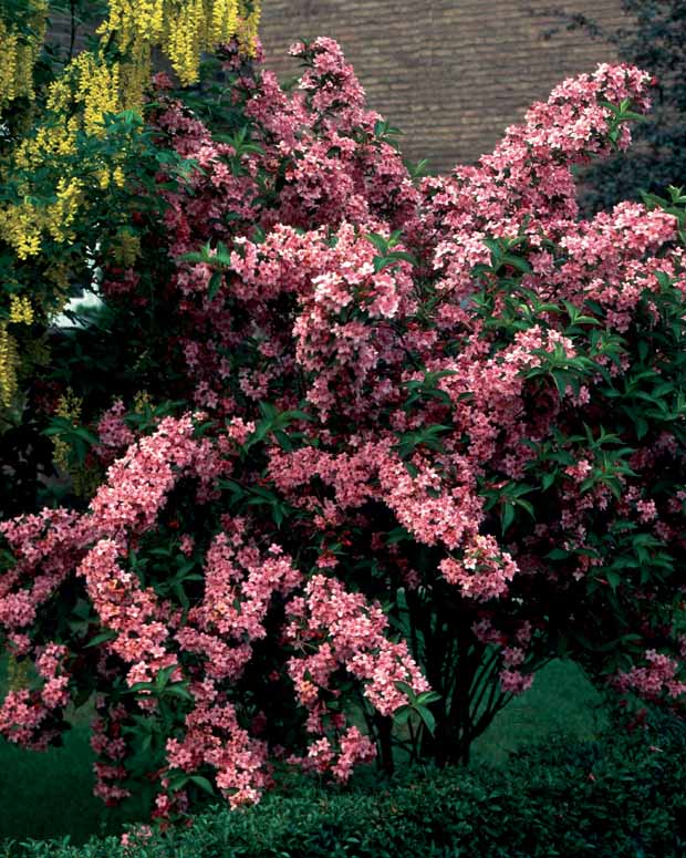 Hertshooi, Spierstruik, Bonte liguster, Blauwbaard - Hypericum, spiraea, ligustrum aureum, caryopteris, - Tuinplanten